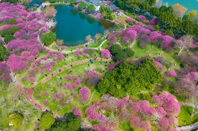 长沙赏梅花的地方和时间？长沙这些地方都能赏梅